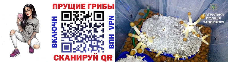 Галлюциногенные грибы Cubensis  Купить закладки  Шахты 